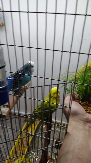 Волнистые попугаи.