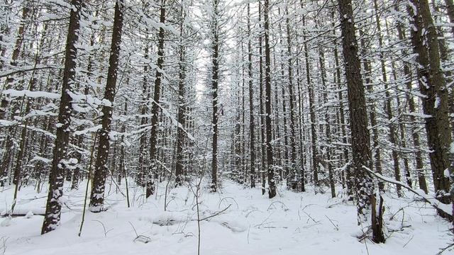 Заснеженный лес. ч.13. Январь 2026 смотреть онлайн