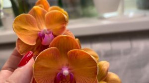 Орхидеи 🌺 Бантики в моей коллекции  🎀 ❤️😍