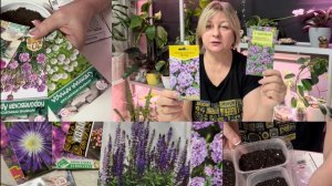 Посев многолетних цветов для открытого грунта. Делосперма, шалфей, армерия, вербена бонарская