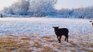 СТРАШНАЯ ИСТОРИЯ НАШЕГО ХУТОРА. КАК ПОСЛЕ ЭТОГО БУДЕМ ЖИТЬ!!!
