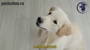 Кто такая СОБАКА-КОМПАНЬОН? Кинолог Игорь Алтайский.