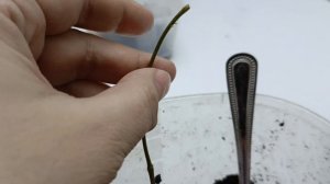 Большая пересадка хой.