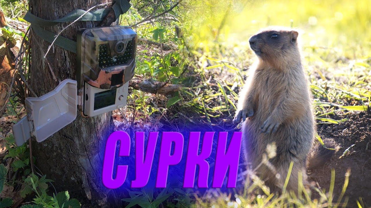 Проверка ФОТОЛОВУШКИ, интересное место, СУРКИ / Фотоловушка в лесу