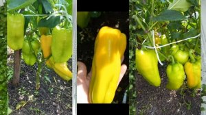САМЫЙ  ЛУЧШИЙ СОРТ  СЛАДКОГО  ПЕРЕЦА  ДЛЯ ОТКРЫТОГО ГРУНТА ГЛАДИАТОР