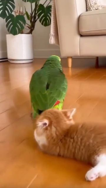 попугайчик и котик 🩷 смотреть онлайн