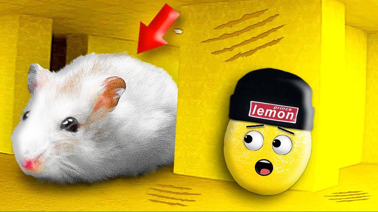 ХОМЯК В ЗАКУЛИСЬЕ В РОБЛАКС!