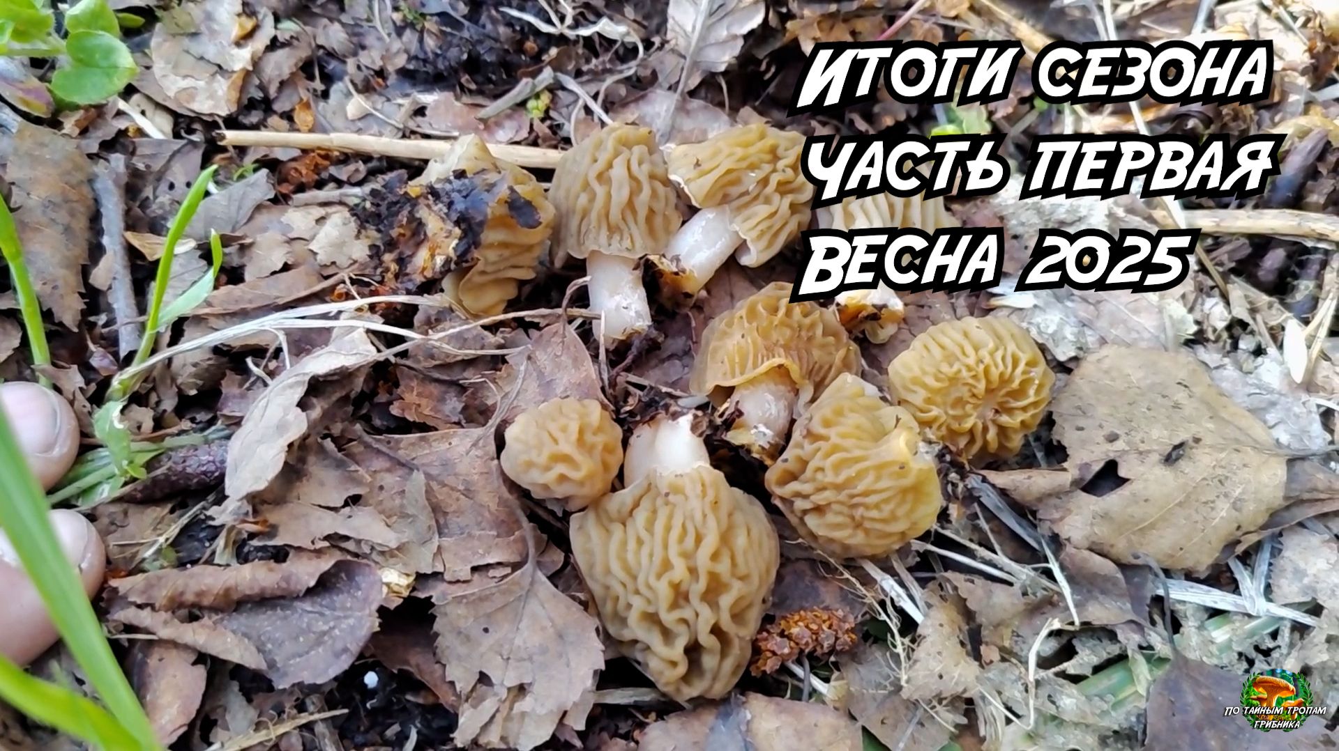 Сезон сбора грибов. Весна 2025 смотреть онлайн