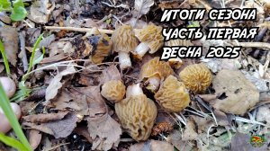 Сезон сбора грибов. Весна 2025