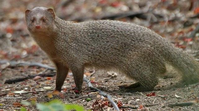 Азиатский мангуст