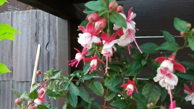 Фуксии обживают новый домик. Лето 2022 года смотреть онлайн