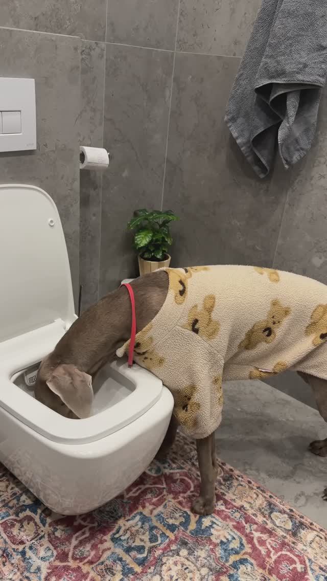 ОСКАР ПЬЕТ ИЗ ТОЛЧКА 🤮 смотреть онлайн