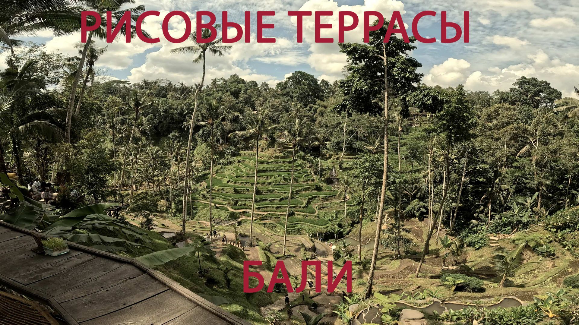 Индонезия. Рисовые террасы на Бали Bali Rice Terraces смотреть онлайн