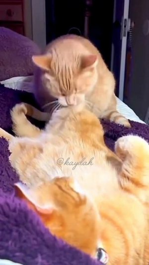 #приколы #юмор #прикол #смешно #коты #кот #кошки #котята #топ #топчик #роликдня #видеодня #лучшее #л