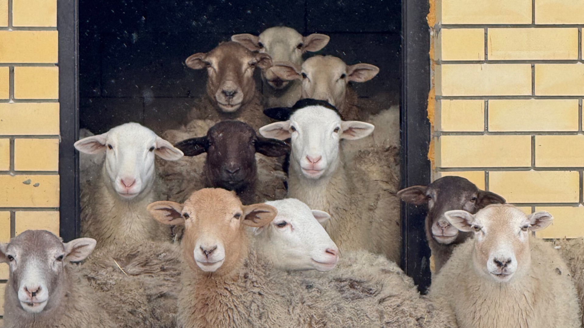 Приучаем ПЕРВОКОТКУ 🐐 к ДОИЛЬНОМУ СТОЛУ