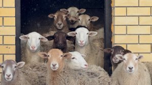 Приучаем ПЕРВОКОТКУ 🐐 к ДОИЛЬНОМУ СТОЛУ