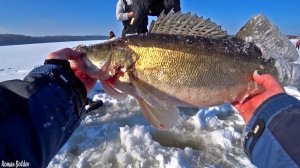 ЗИМНЯЯ РЫБАЛКА НА СУДАКА. КИТАЙСКИЙ ВИБ ЛОВИТ ТРОФЕЙНЫХ СУДАКОВ. Ловля судака на реке Волга.