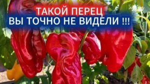 ВЫРАЩИВАТЬ ГИГАНТСКИЙ ПЕРЕЦ — МОЙ ТАЛАНТ.САМЫЕ ШИКАРНЫЕ ПЕРЦЫ ОТКРЫТОГО ГРУНТА, КОТОРЫЕ ВЫ ВИДЕЛИ.