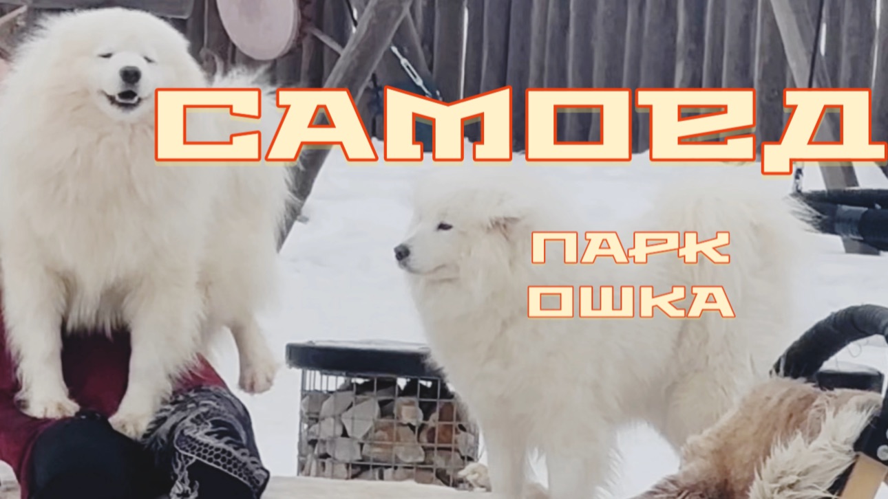 Собаки самоеды. ОШКА парк смотреть онлайн