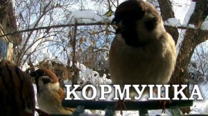 Птицы на кормушке Фотоловушка в саду