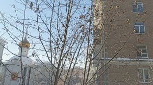 Свиристели 2 часть. 18.01.26