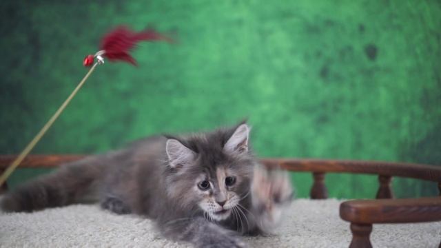 Silvia 2 месяца смотреть онлайн