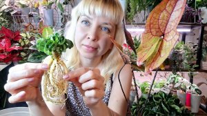 Пересадка адениума барашек и алоказии Блэк Джек