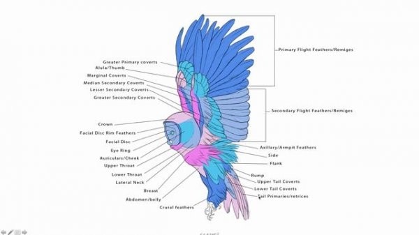 03 Dinosaur and Bird Anatomy  06