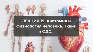 Лекция 19. Ткани и ОДС.