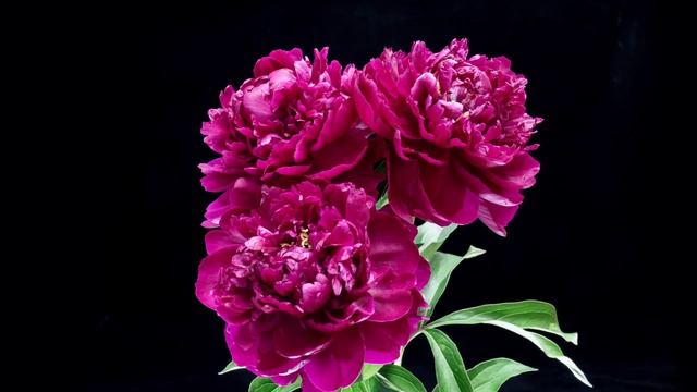 Сережа ищет Еву