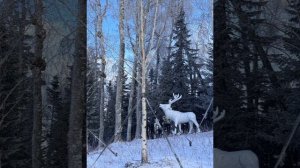 Поездка на лыжный курорт на Алтае Манжерок❤️Январь 2026