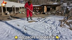 Содержание кур в домашних условиях и других птиц во дворе у Роберта 🐣🐤🦆🐔🪿🦃 (397)