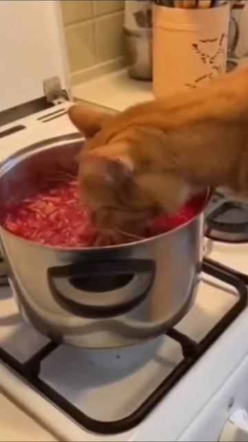 Мяумомент🐾