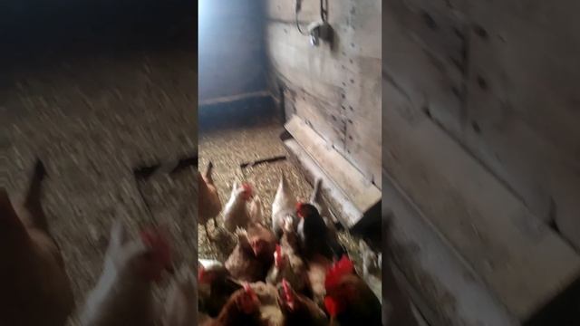 Чип и Дейл спешат на помощь смотреть онлайн