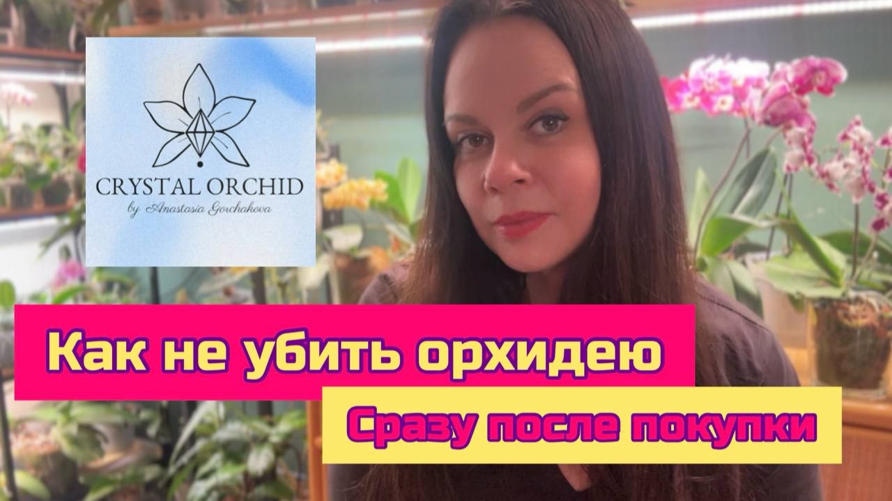 Как ухаживать за орхидеей фаленопсис после покупки в домашних условиях для новичков смотреть онлайн