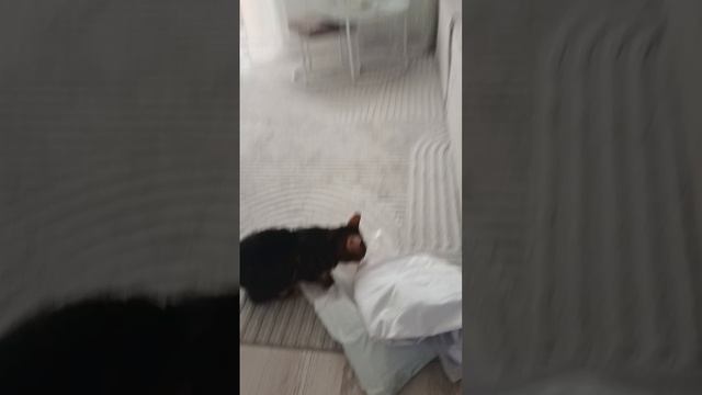 купили новые вещи для норки и оцените в тг назв Кирилл melon playground 2026