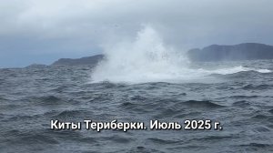 Киты Териберки. Горбачи выпрыгивают полностью из воды. Два выхода в море и оба с китами. Июль 2025г.