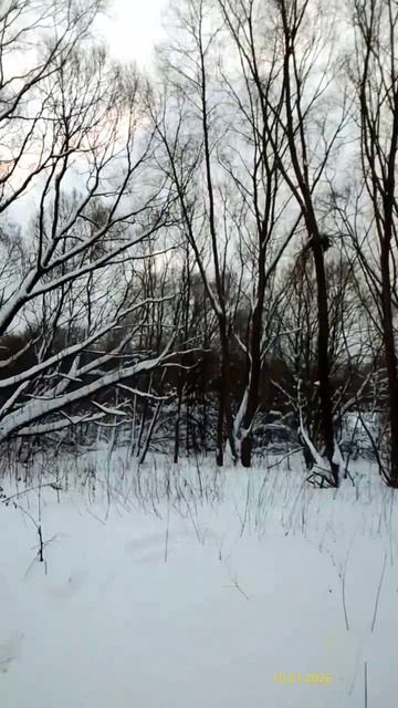 Парк «Чермянка» 10.01.2026