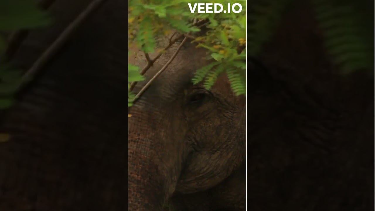 Voyage en Inde - création LEO  #piano #music  #bonnehumeur #creation #pianomusic