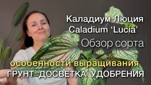 Обзор растения. Наблюдаем за ростом. Новые листья Каладиум Люция Caladium Lucia