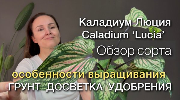 Обзор растения. Наблюдаем за ростом. Новые листья Каладиум Люция Caladium Lucia