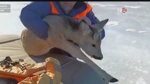 В Саратовской области спасли застрявшую на льду косулю