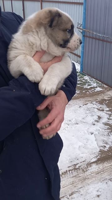 девочка уехала в новый дом с.Бурукшун,  3 дубль вязка гороч и гюрза