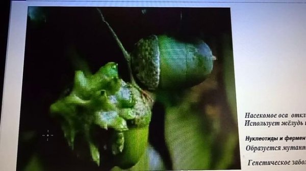 J.3.1.12  Психика растений