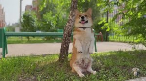 5 ОСНОВНЫХ КОМАНД для собаки + Дрессировка корги
