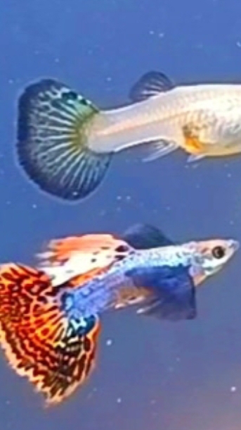 Гуппи Дамбо чистая линия смотреть онлайн