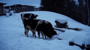 ЖИВЕМ В ДЕРЕВНЕ И СТРОИМ ДОМ СВОЕЙ МЕЧТЫ ｜ РАБОТА НА СВЕ