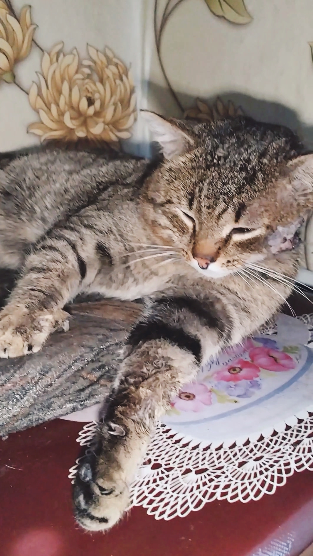 Болеет кот! Под Новый год. Мы посетили ветеринара. смотреть онлайн