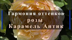 Гармония оттенков розы Карамель Антик