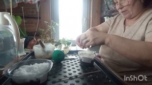 18-01-2026. Жизнь в деревне.Посеяла  бегоний,дихондру,пелоргонию.Убрали новогодние украшения.